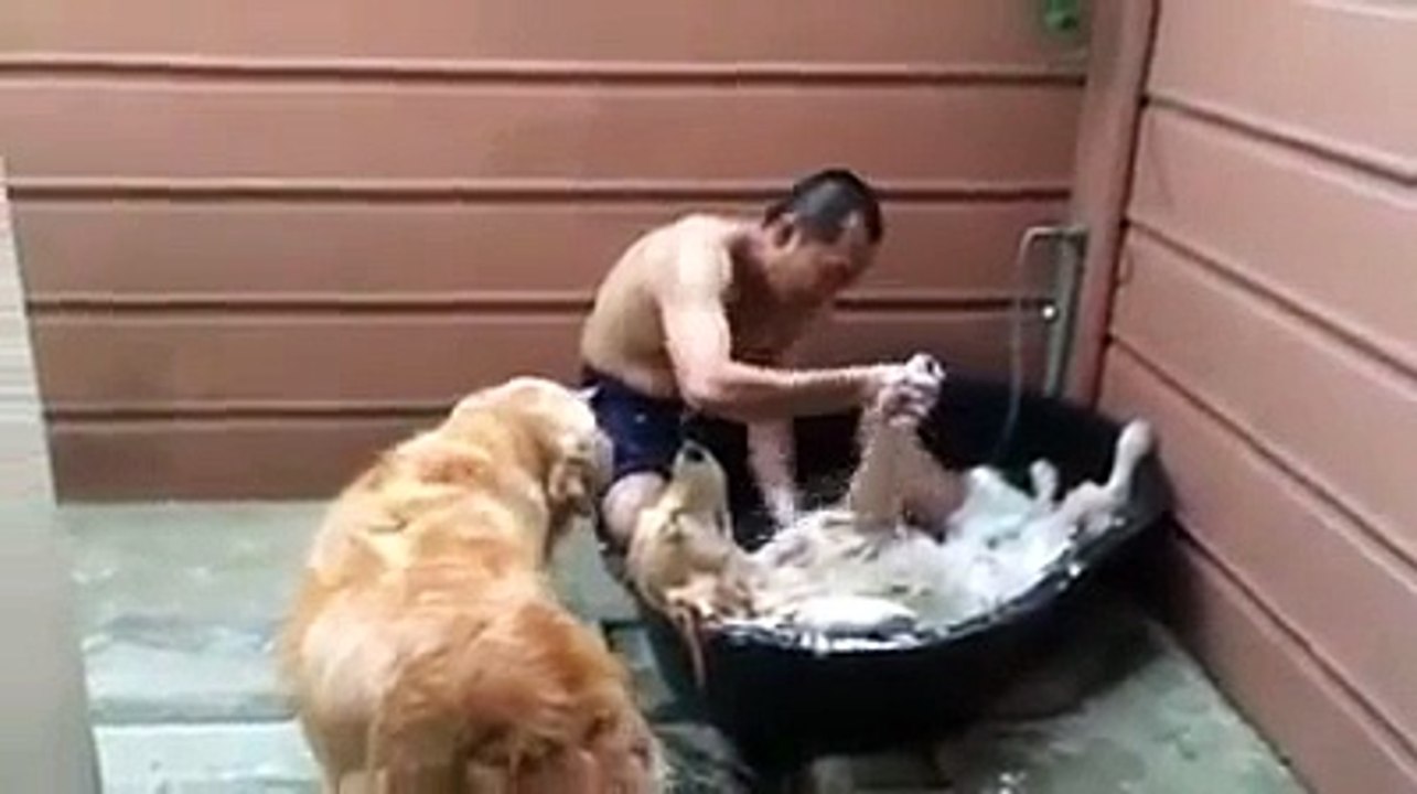 Dog SPA