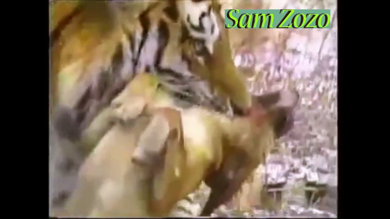 Pit bull vs tiger, vs leopard. Mountain lion vs dog Fight. Wild animals hunting pitbull