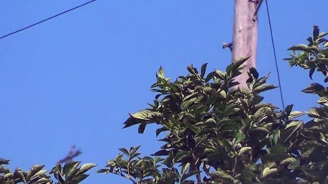 Horriffic Shoreham Airshow Plane Crash - Hawker Hunter Crashes into A27