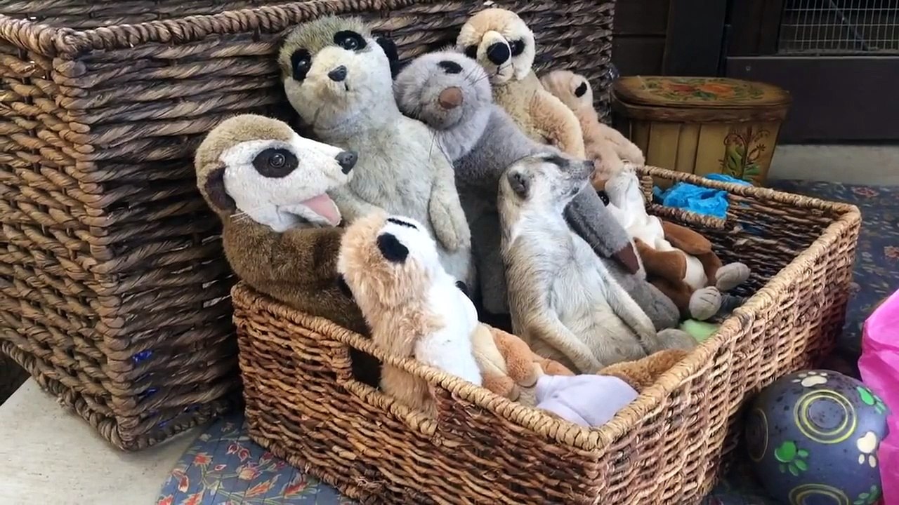Sleepy de Meerkat