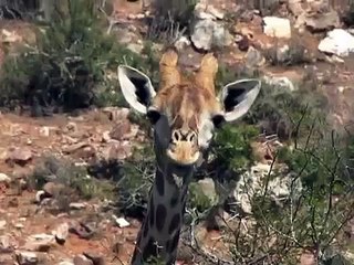 Masticar jirafa. Jirafa divertida divertida de comer