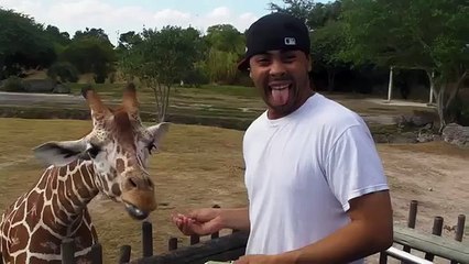 Jirafa y personas. Jirafa divertida mano-alimentación