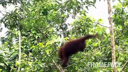 Momentos divertidos con los animales. Animales divertidos de todo el mundo
