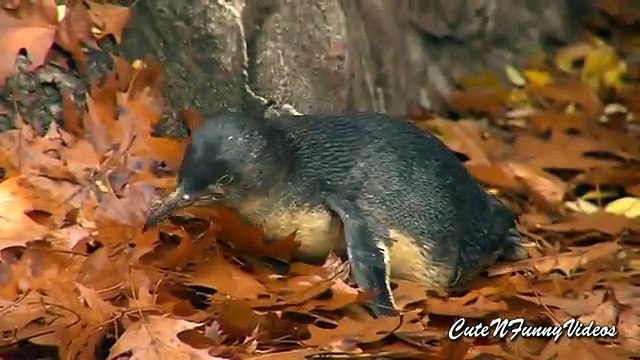 De la vida de los pingüinos (parte 2). pingüinos divertidos