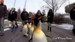 De la vida de los pingüinos (parte 3). Diversión con los pingüinos