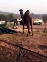 Fighting camel and donkey