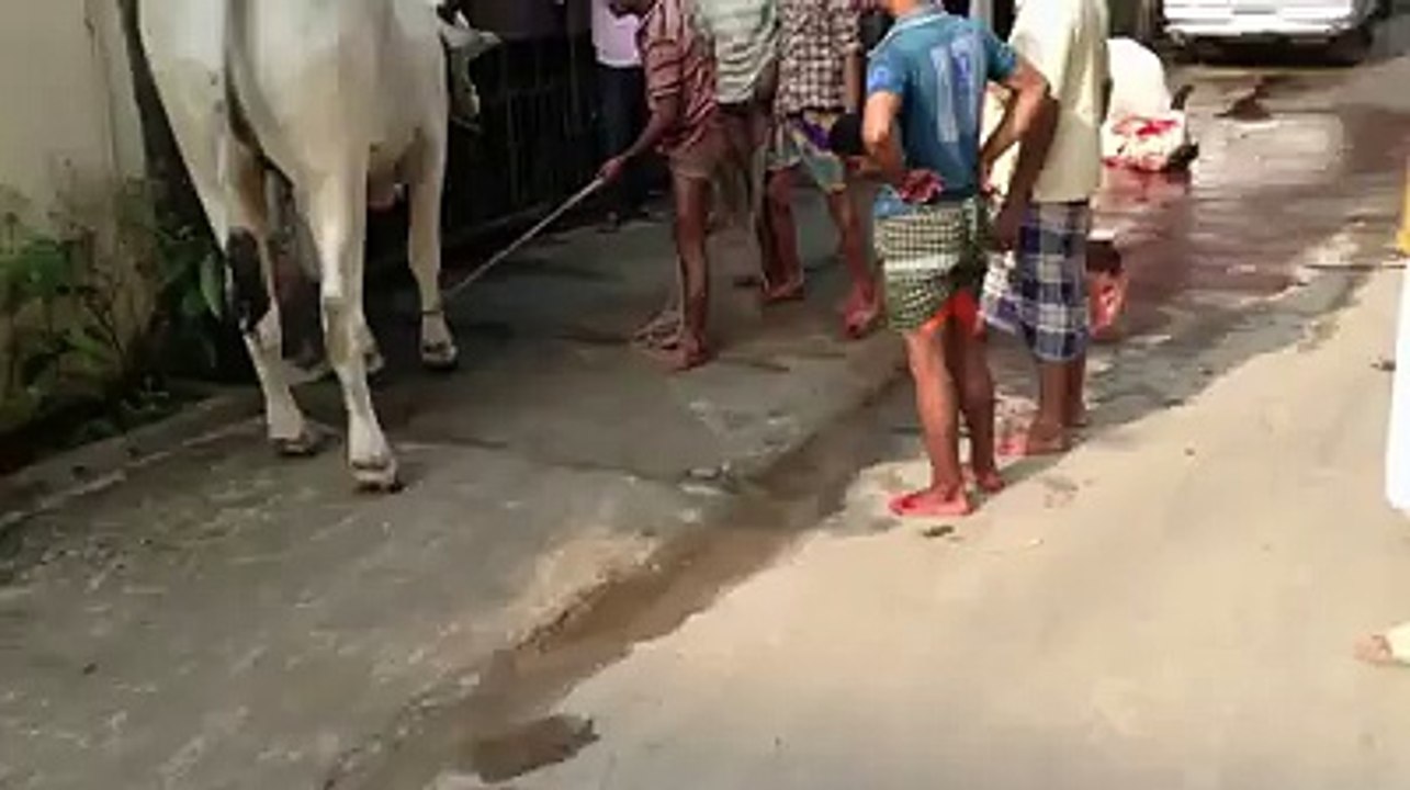 Cow is cowered