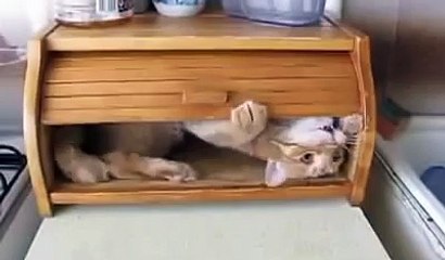 Рыжик, живущий в хлебнице.