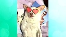 Dog Vines Most Amazing 30 MINUTES of Dogs and Puppy Vines Compilation!
