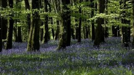 Relaxing Nature Sounds- Instrumental Cello Music- Tranquil Forest Bird Song-Emotional-Sad-