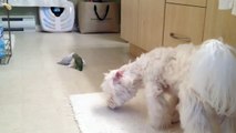 Parrotlets & Maltese Bonding Time