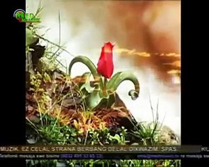 GERİLA - Şevın  Sare 2015 Damar Kürtçe ŞarkıLar.