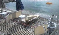 monk seal sleeping on beach chair