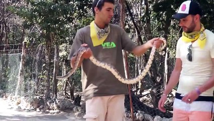 STUPID  SNAKE TRICKS