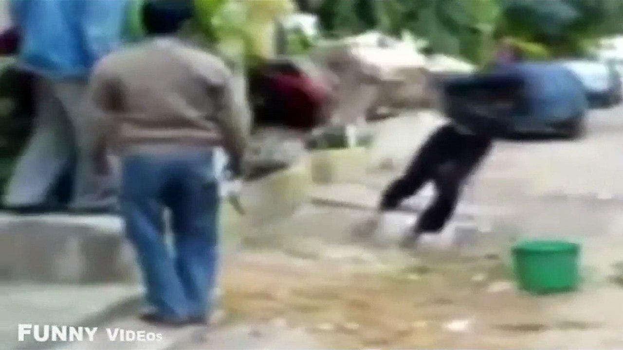 COW ATTACK HUMANS