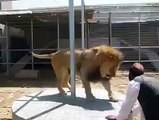 Afghani Man Giving A Hard Time To Lion