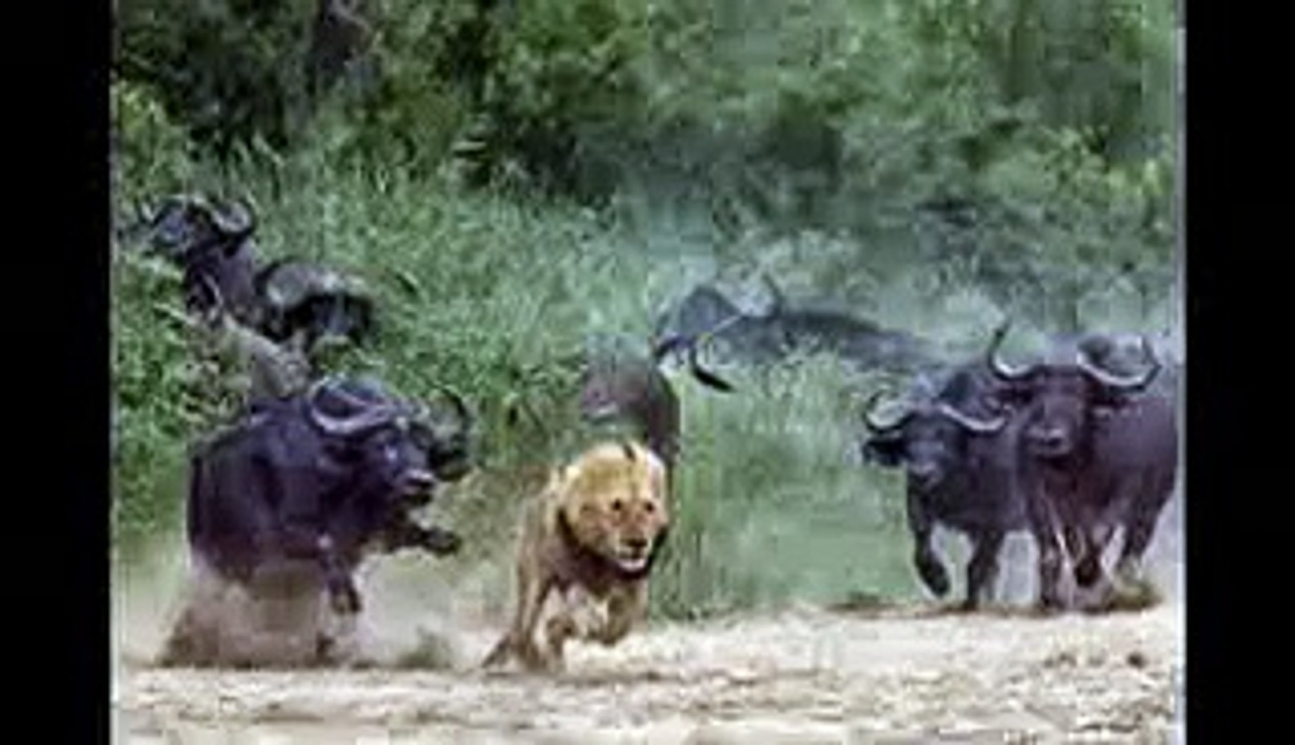 Buffaloes Lion death - video Dailymotion