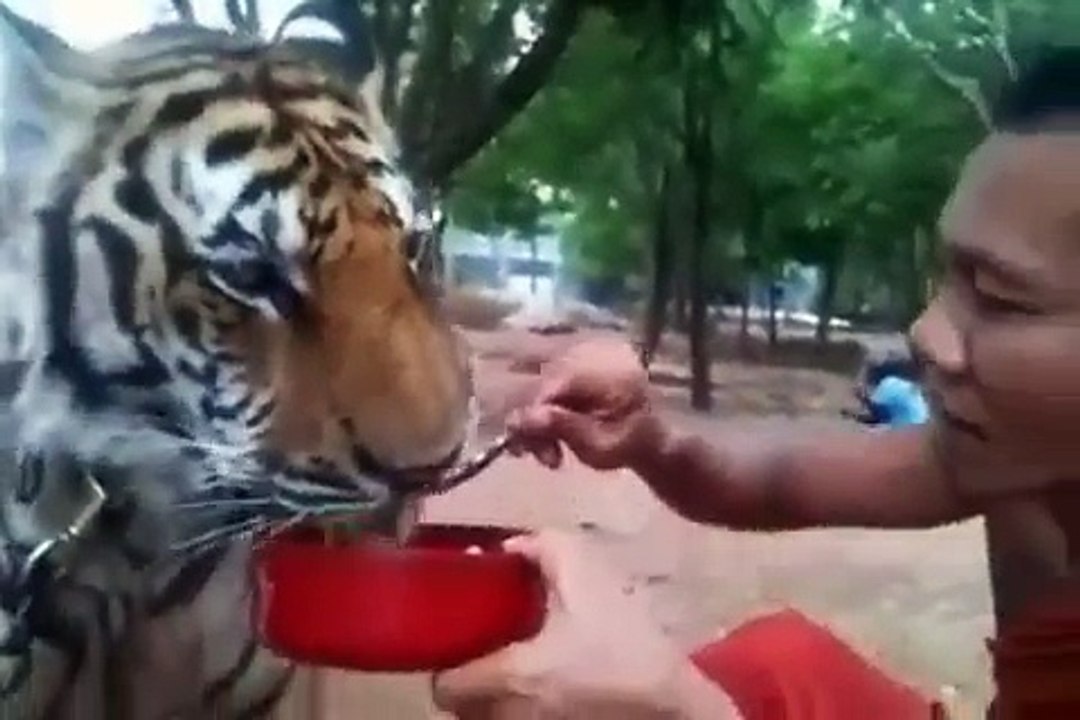 Friendship between humans and tigers