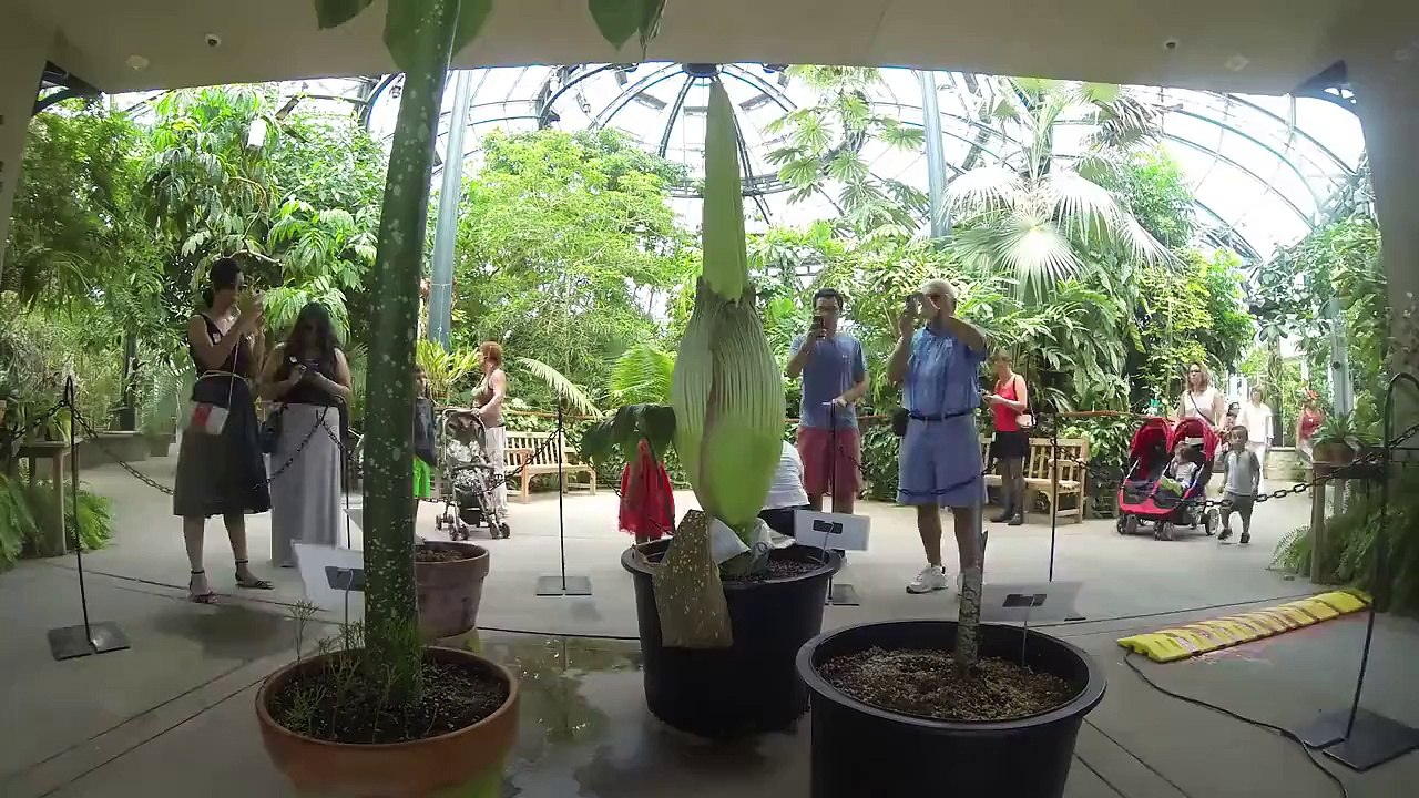 Giant Flower Amorphophallus titanum with stench of rotting flesh