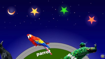 learn birds with names Full animated cartoon english 2015