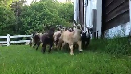 Farm girl leads a baby goat stampede