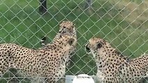 For such a deadly animal, cheetahs don't sound very threatening