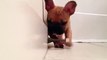 French Bulldog puppy discovers a doorstop