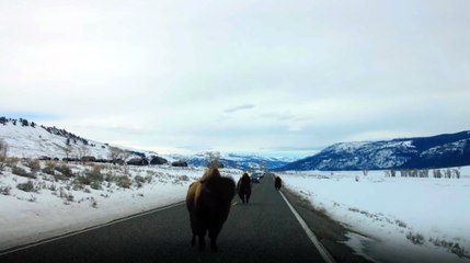 Bufalo Çekim Yapan Araca Vurdu