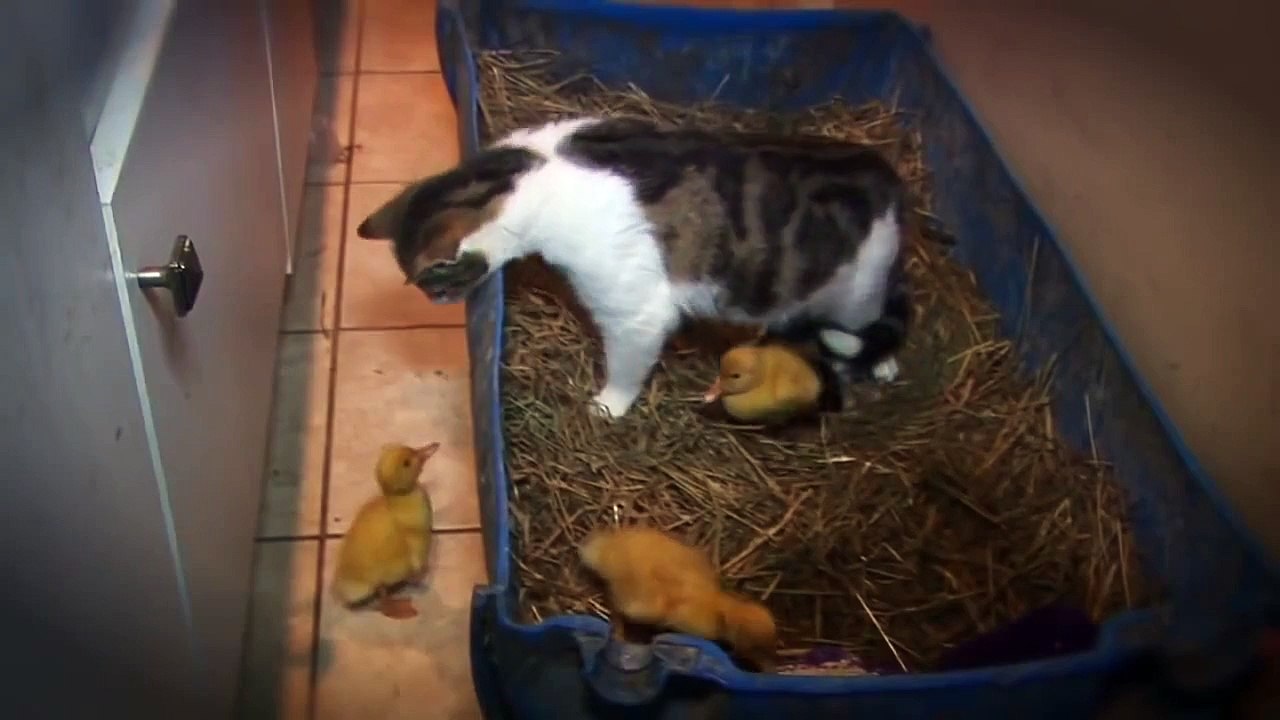 Мама кошка-Чужих детей не бывает!