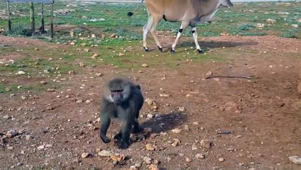 Un singe vient faire pipi sur une voiture pendant un safari...