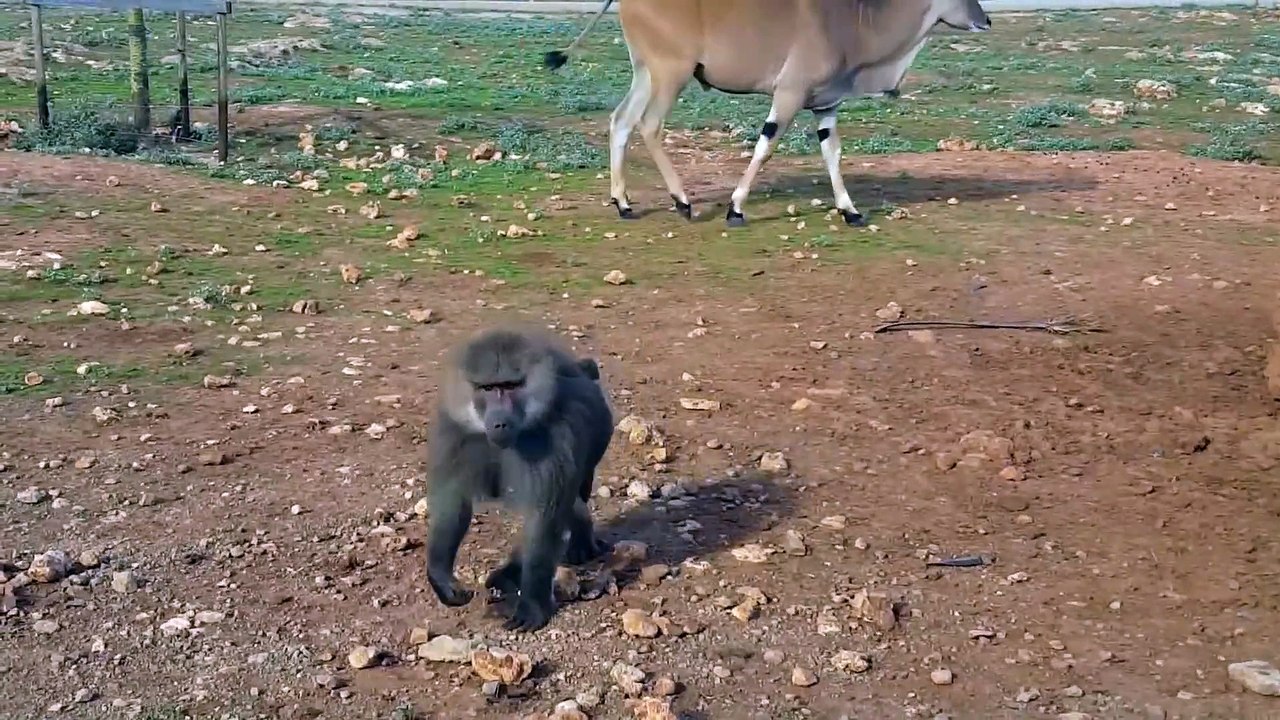 Agressive Monkey attacks Car peeing on Windshield hahaha