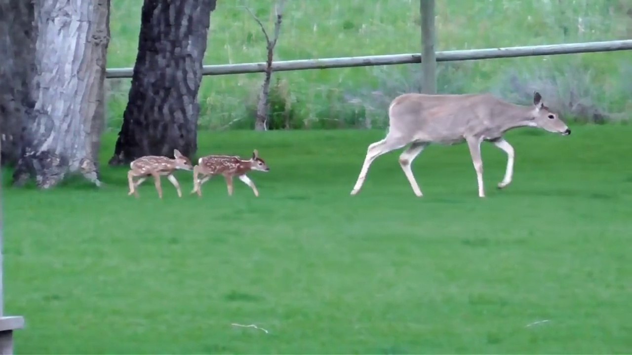 Un homme sauve et élève un bébé biche à la patte cassée abandonné par sa mère