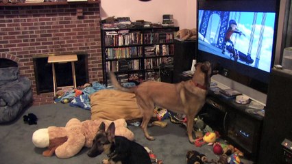 Ce chien regarde son dessin animé favori : Bolt!