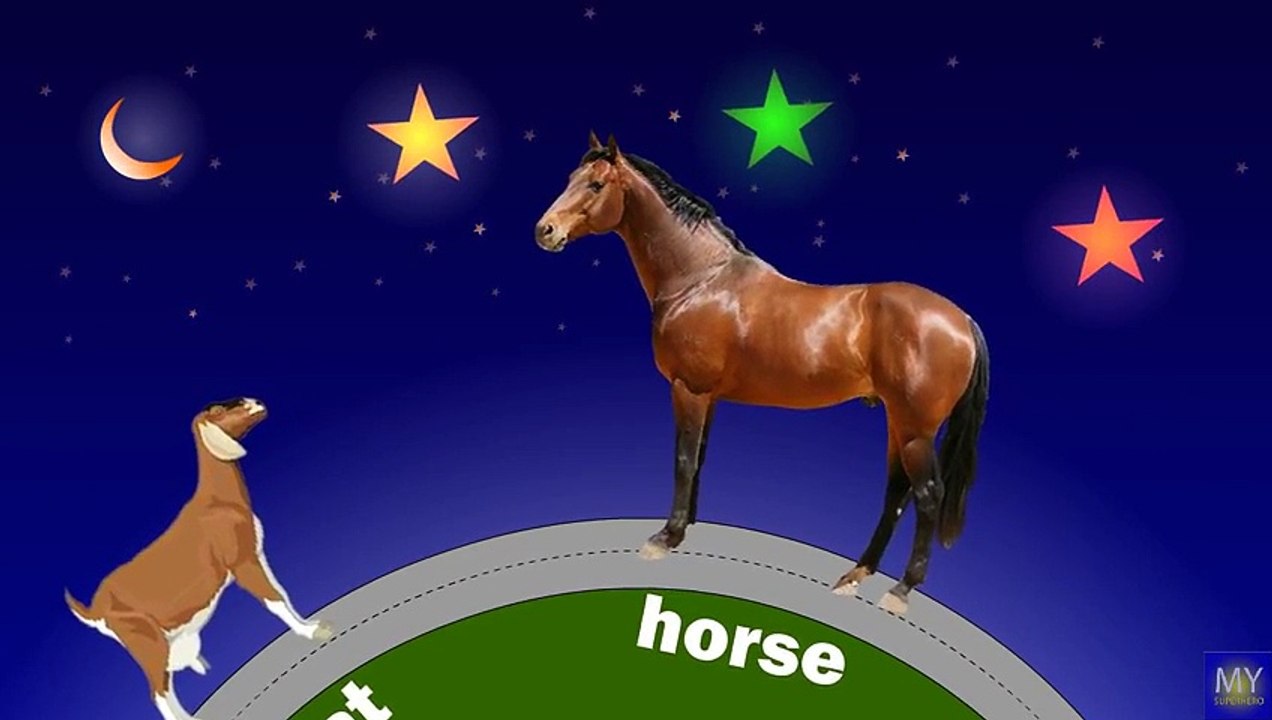 learn domestic animals with names Full animated cartoon english 2015
