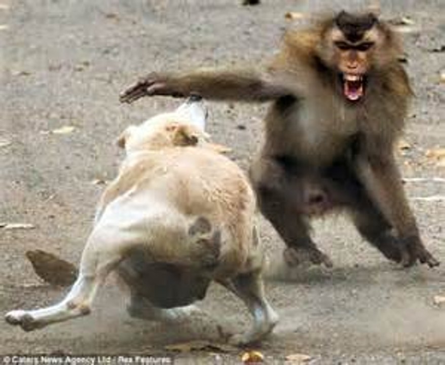Dangerious Monkey and Dog Fight - video Dailymotion