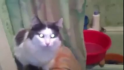 Tuvalette rahatsız edilmek istemeyen kedi!