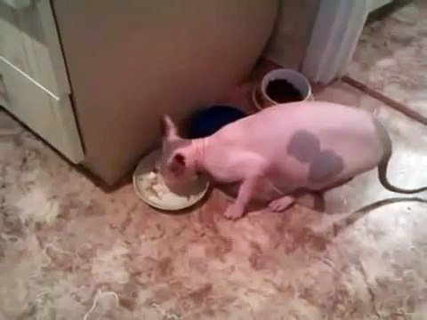 Говорящий кот ! Не озвучка,Реально! Talking cat ! Its real !