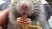 Un rat trop mignon mange des spaghettis