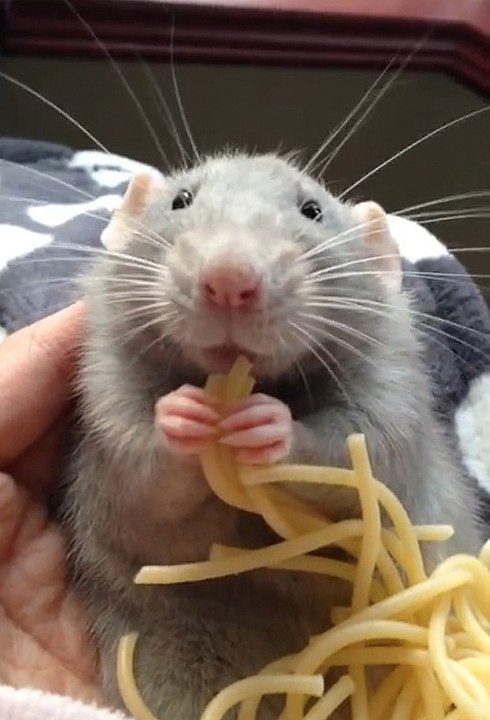 Un rat trop mignon mange des spaghettis
