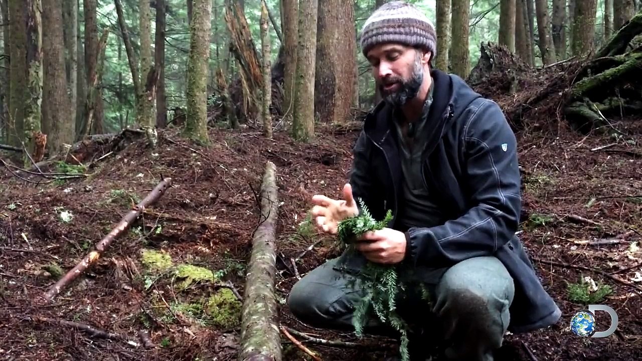 Survival 101: Making Wild Tea