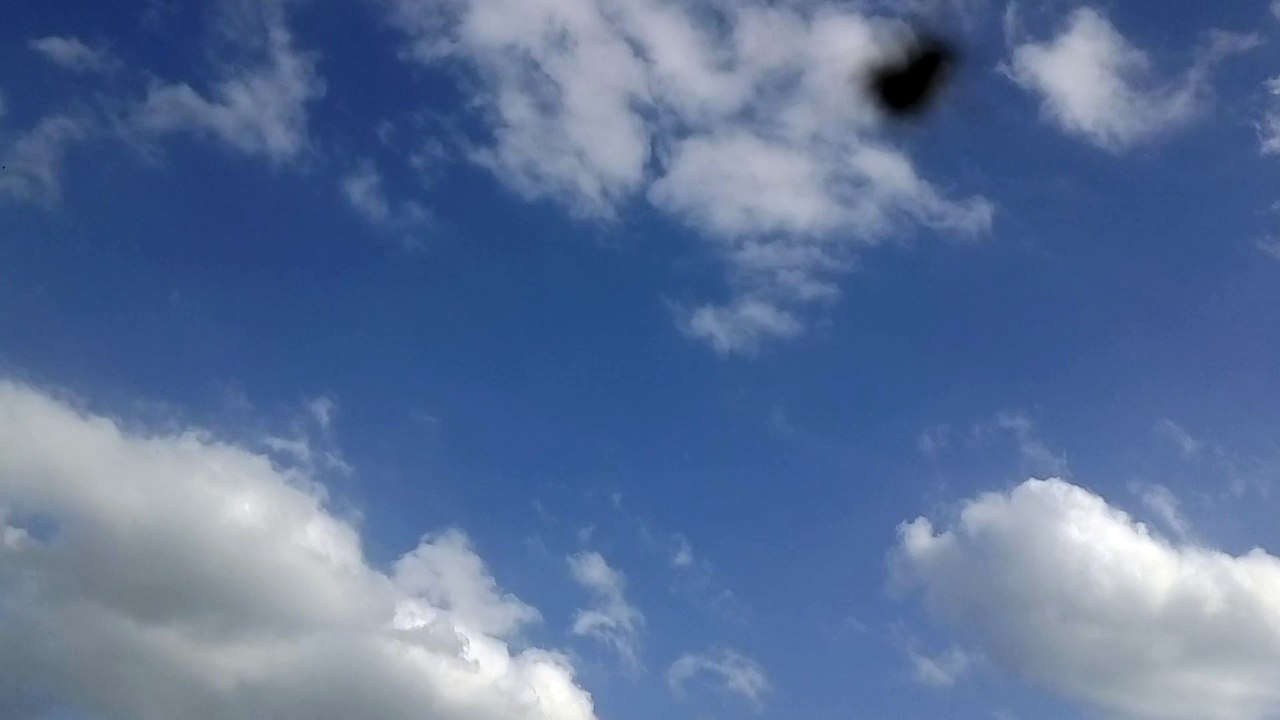 fly spider