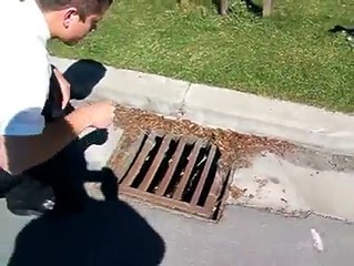 Missionaries in New Zealand rescue some baby ducks