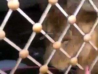 Man Giving Bath To Lion