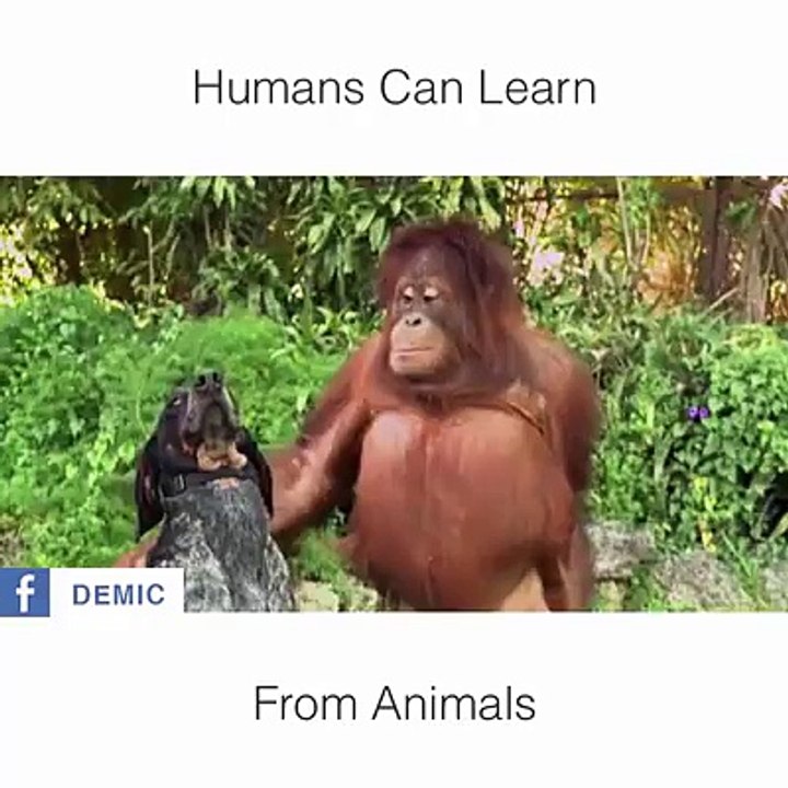 Learn From Animals..