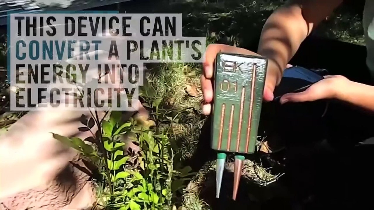 Plants will now charge your mobile phones