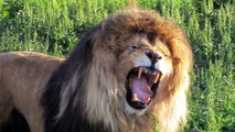 Massive Hairball Removed From Lion's Stomach