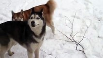 Mishka and Laika play tag in the snow! Siberian Huskies