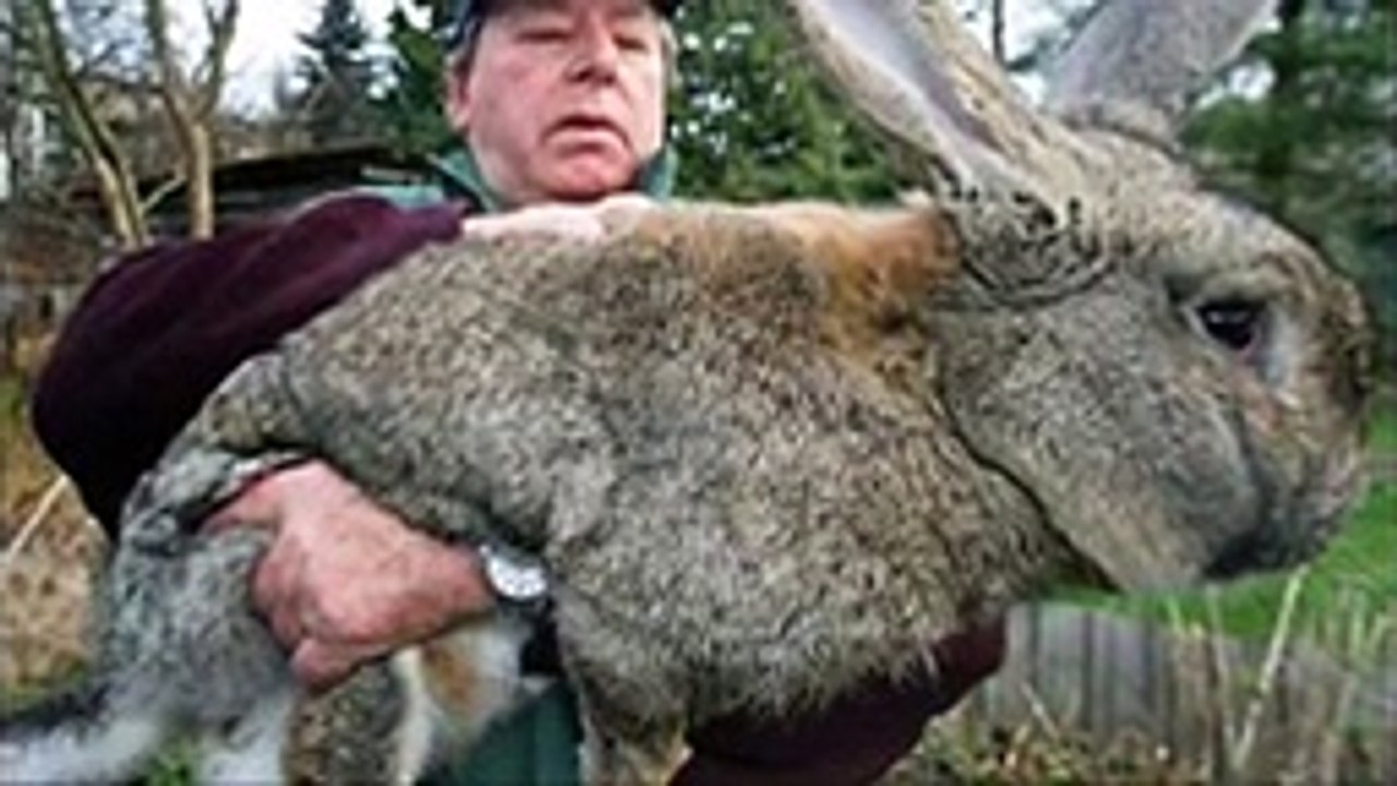 Giants Worlds Biggest Things You never seen These Things before... Amazing Video Must Watch Part 1