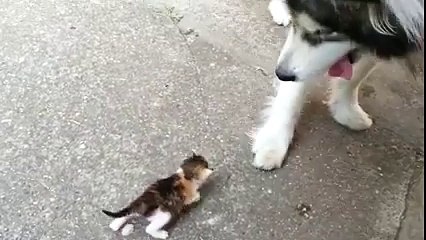 Un gros chien materne un chaton