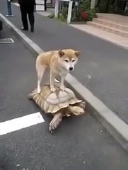 Whatsapp funny video 26 @whatsapp #whatsapp